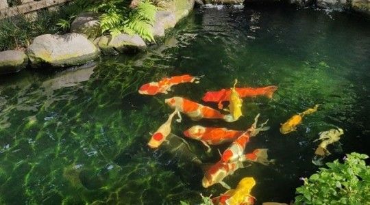 Tiêu chí chọn sơn chống thấm bể cá, hồ cá thế hệ mới