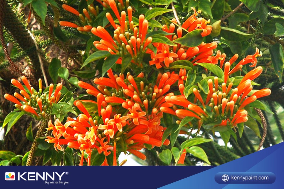 Với khả năng chịu hạn tốt, cây leo ban công  có thể trồng ở những vùng đất khô, có sỏi đá