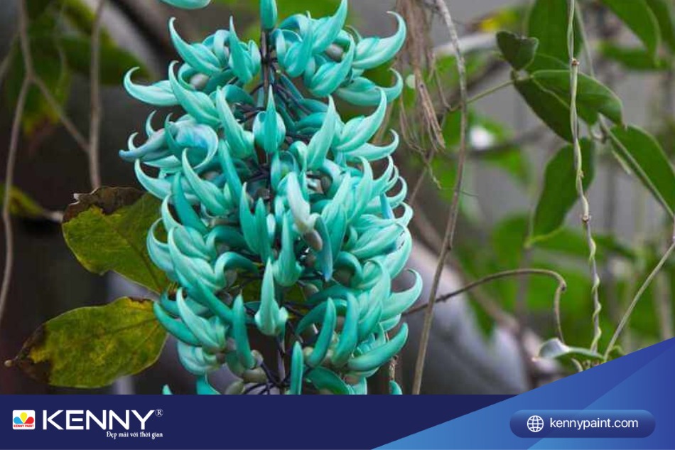 Để cây ra hoa và nở đẹp, bạn cần thường xuyên bón phân đạm để tăng cường dinh dưỡng cho cây móng cọp