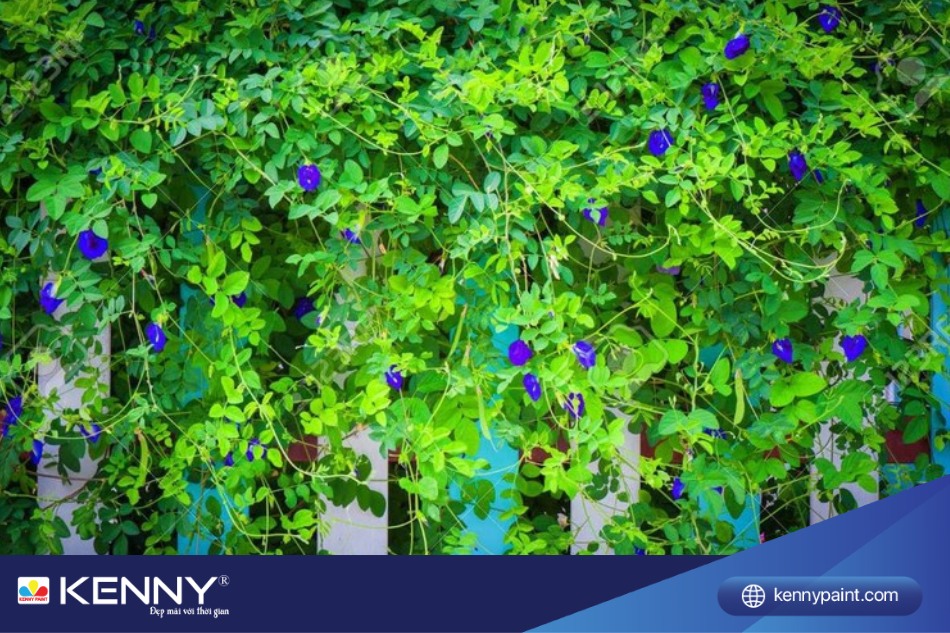 Lá và hoa của cây Đậu Biếc nở xanh quanh năm, với hoa màu tím đặc trưng, tạo nên một vẻ đẹp cuốn hút khi trồng.