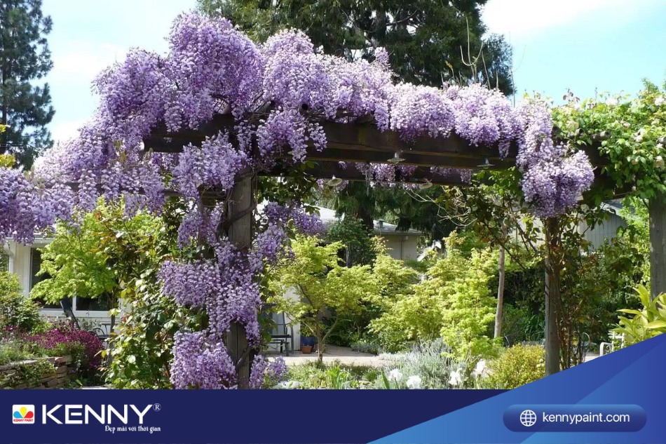 Cây hoa tử đằng là một loại hoa có nguồn gốc từ Châu Mỹ