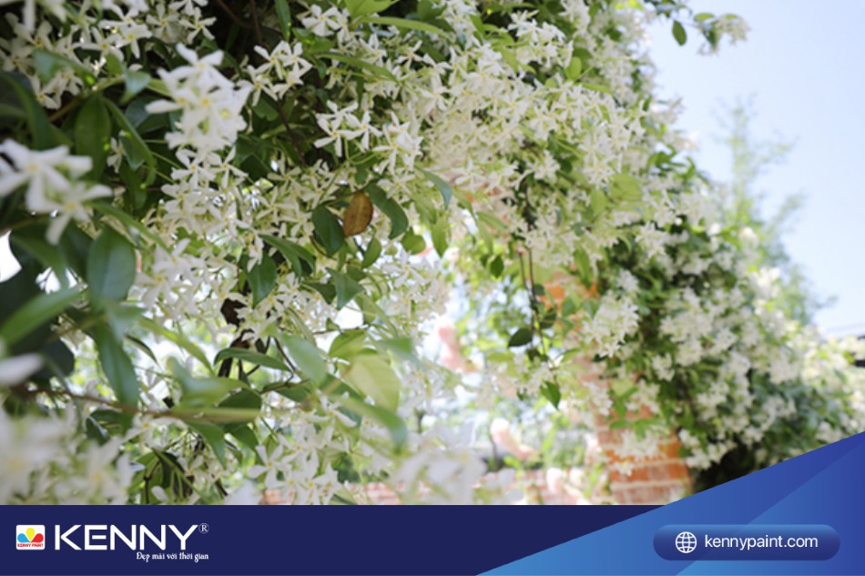 Không chỉ mang lại vẻ đẹp với lá xanh mát mắt, cây hoa Nhài còn tỏa ra hương thơm dễ chịu