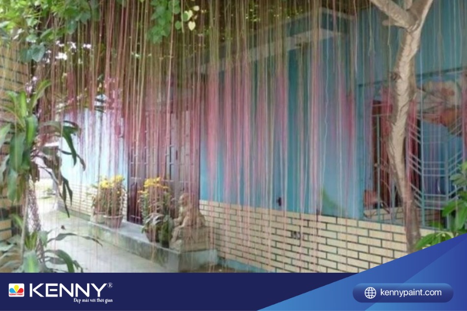 Theo quan niệm phong thủy, cây tơ hồng thái còn tượng trưng cho sự gắn kết, yêu thương và sự ấm áp trong gia đình.