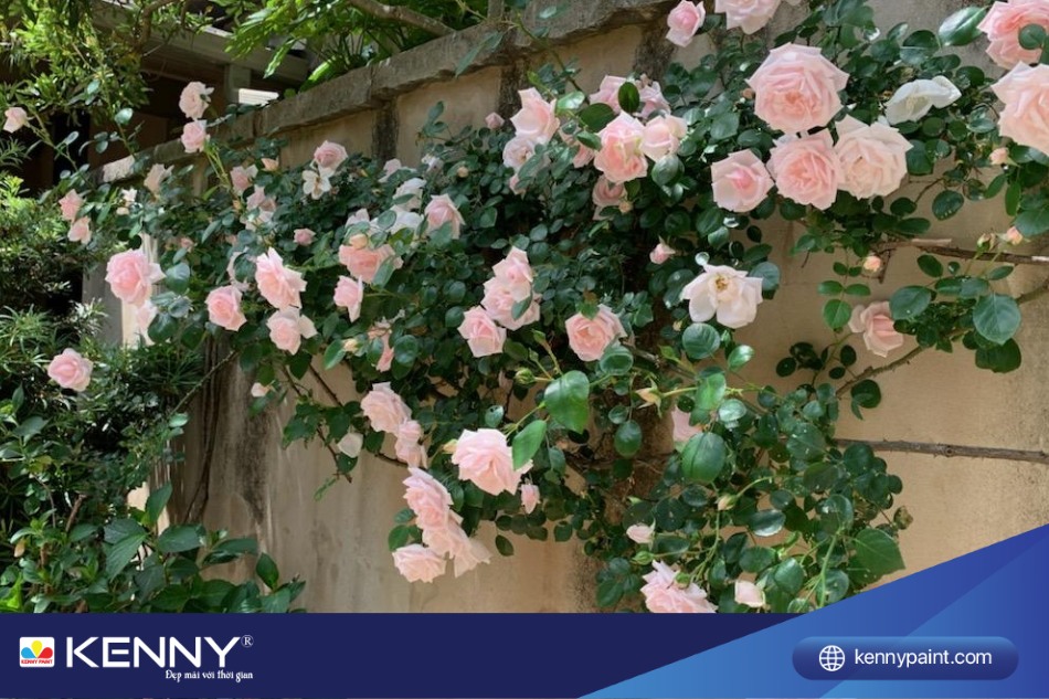 Hoa hồng leo còn phát ra mùi hương dễ chịu, làm cho không gian sống trở nên thơm ngát và hấp dẫn.