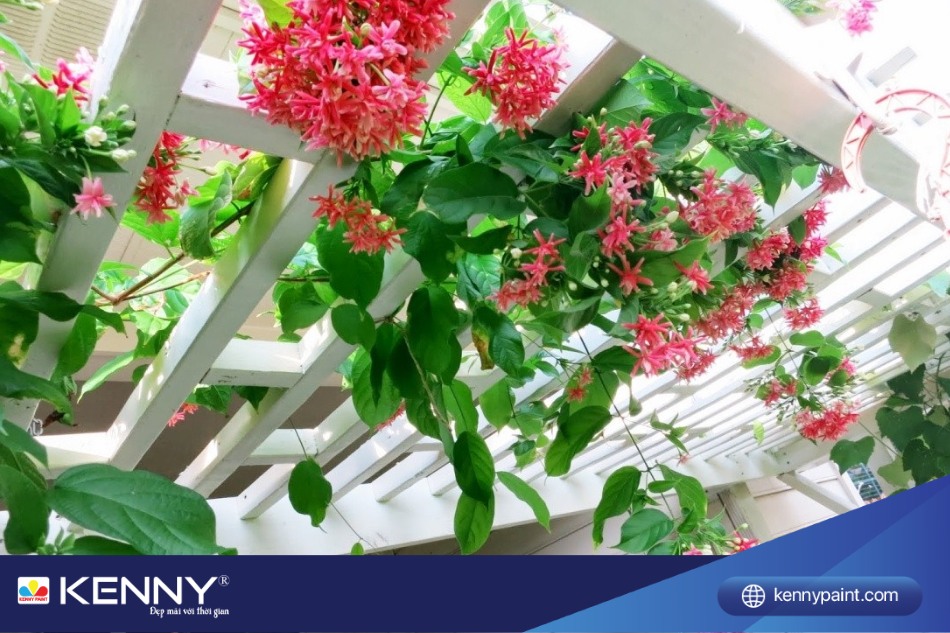 Trồng loại cây leo ban công này sẽ làm cho không gian trở nên xanh mát và dễ chịu hơn.