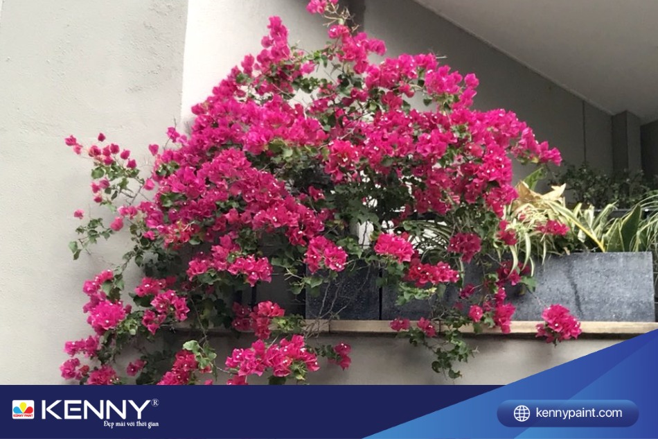 Cây hoa giấy có nguồn gốc từ Brazil