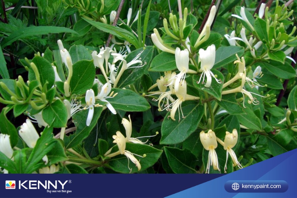 Không chỉ có vẻ đẹp mà Kim Ngân Hoa còn phát ra mùi hương dễ chịu và nhẹ nhàng, đủ để làm cho bạn say đắm.