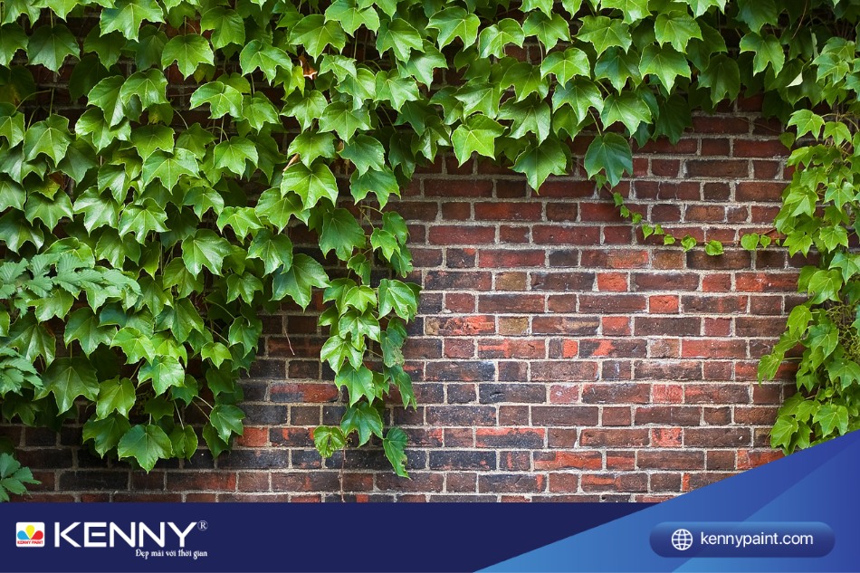 Cây thường xuân được cho là có giá trị phong thủy tốt, có khả năng xua đuổi tà khí và âm binh, giúp mang lại sự bình yên cho ngôi nhà 