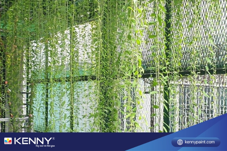 Để trồng loài cây này, bạn có thể sử dụng phương pháp giâm cành.