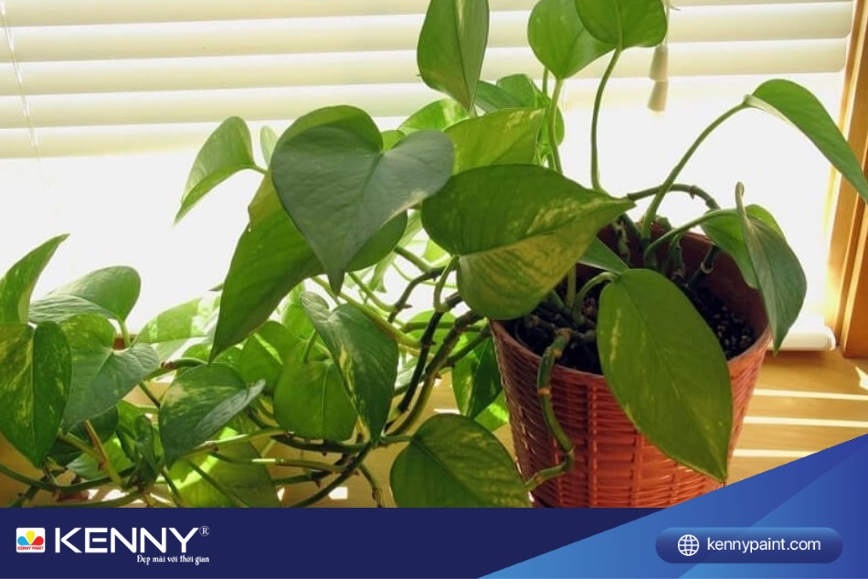 Thường thì người trồng cây thích để cây Trầu Bà leo trên các giàn thiết kế sẵn để cây có thể buông xuống hơn là để chúng leo tự do trên tường hay hàng rào.