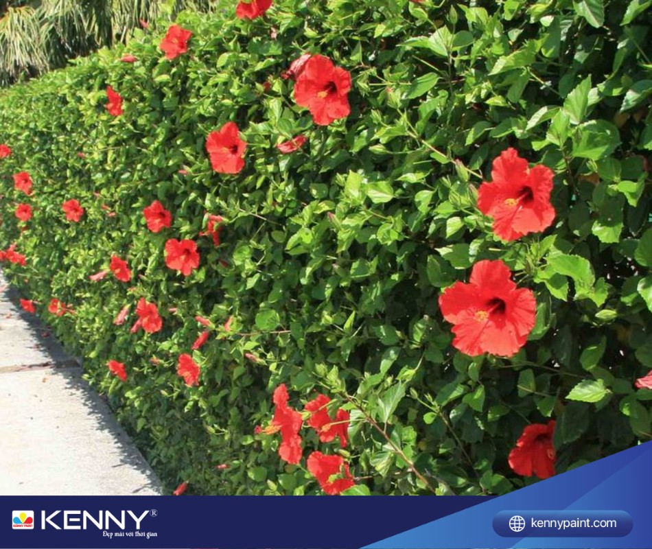 Sử dụng hoa dâm bụt làm cây trồng hàng rào đẹp