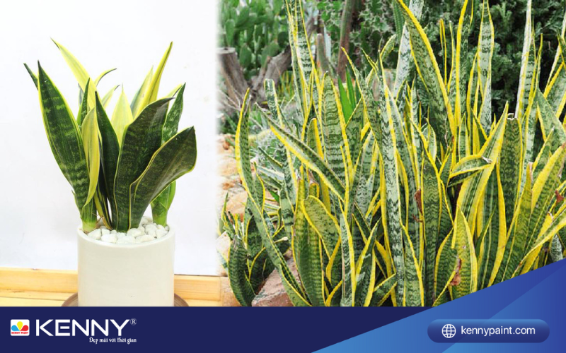 Sơn KENNY - Điểm tô ngôi nhà mơ ước cay-trong-trong-phong-ngu-3