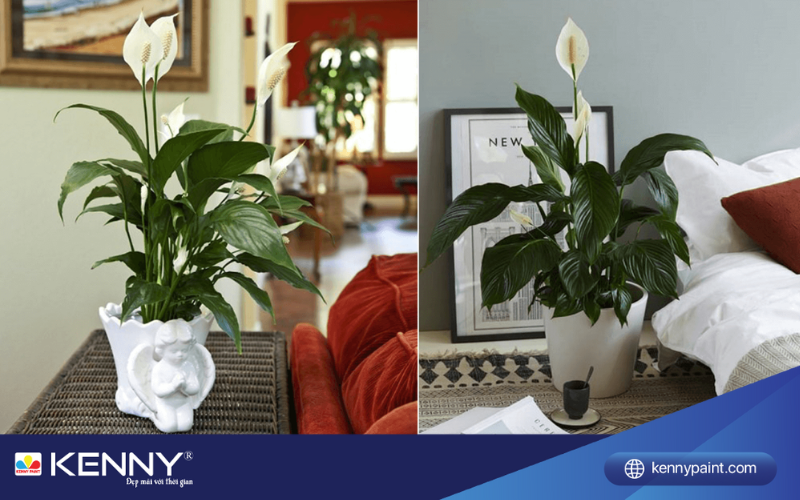 Sơn KENNY - Điểm tô ngôi nhà mơ ước cay-trong-trong-phong-ngu-4