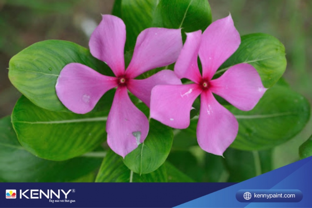 Cây dừa cạn dễ trồng và không đòi hỏi đất quá kén chọn, miễn là đủ độ ẩm.