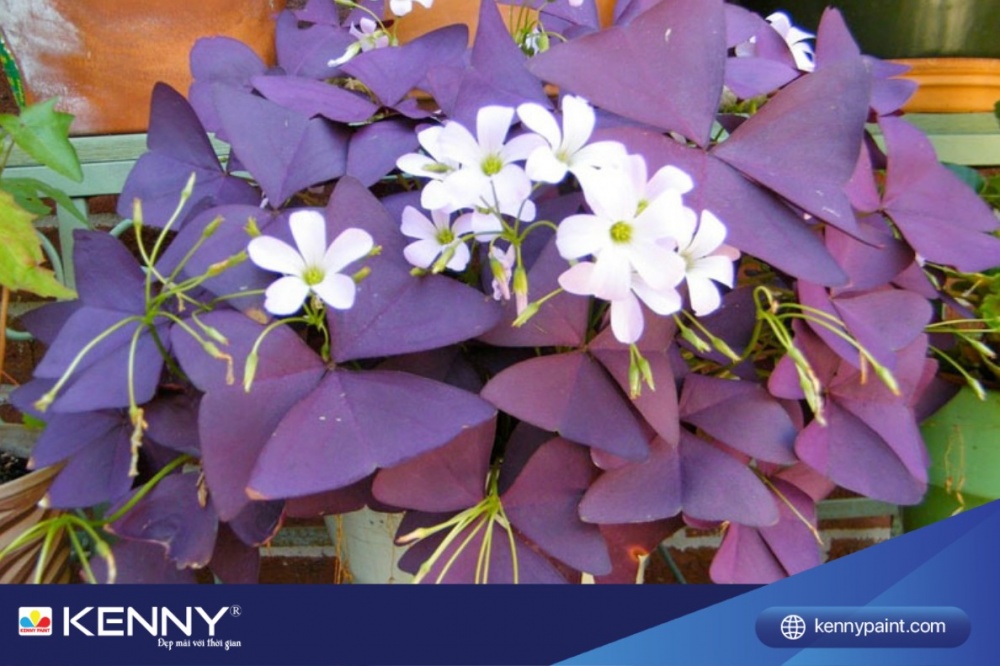 Chậu hoa treo ban công đẹp này có màu sắc tím đen huyền bí, khiến bất kỳ ai nhìn thấy cũng cảm thấy mê hoặc.