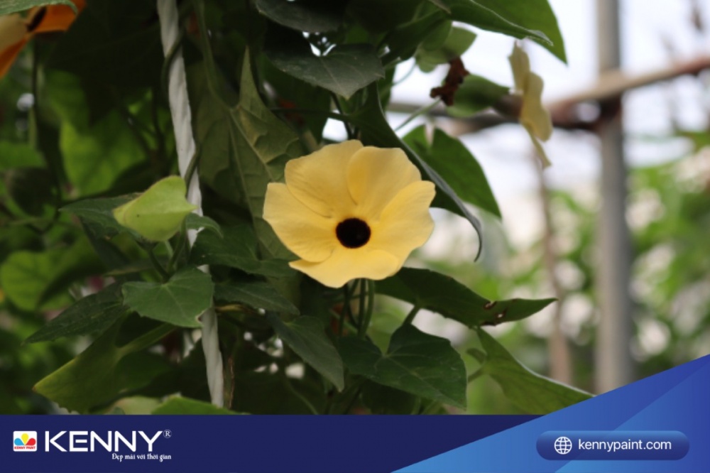 Hoa mắt huyền nở rộ và có hoa quanh năm rất được ưa chuộng trong việc trang trí không gian sống.