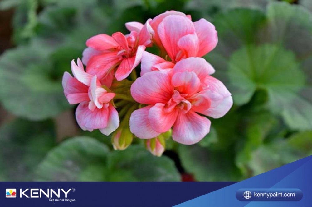 Hoa phong lữ thảo đã được du nhập vào Việt Nam và được nhiều người trồng để làm cảnh trang trí, treo ban công