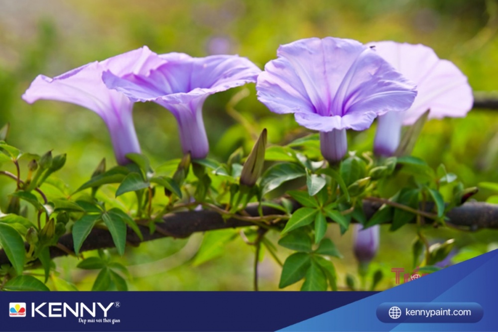 Hoa bìm bịp có hình dạng giống như quả chuông, với sắc hoa đậm dần từ ngoài vào trong, tạo nên lớp hoa dày bao phủ toàn bộ chậu.