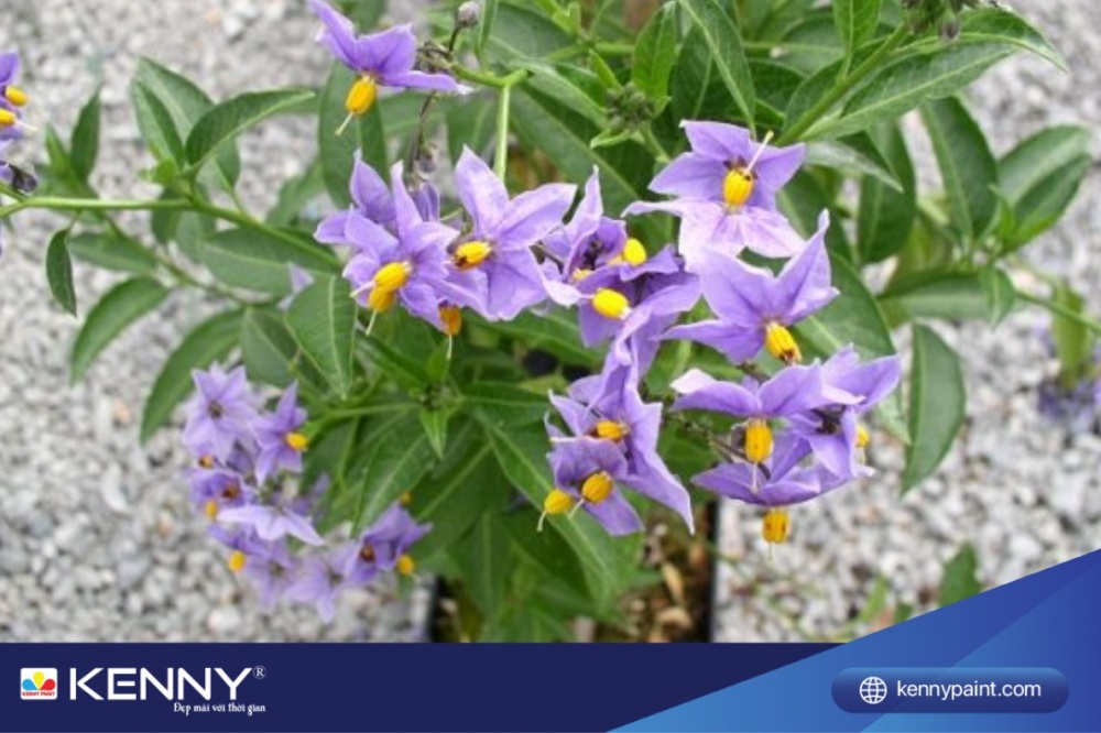 Chậu hoa treo ban công tiêu nương ưa ánh nắng, nên trồng trên lan can ban công để tiếp nhận nhiều ánh nắng mặt trời.