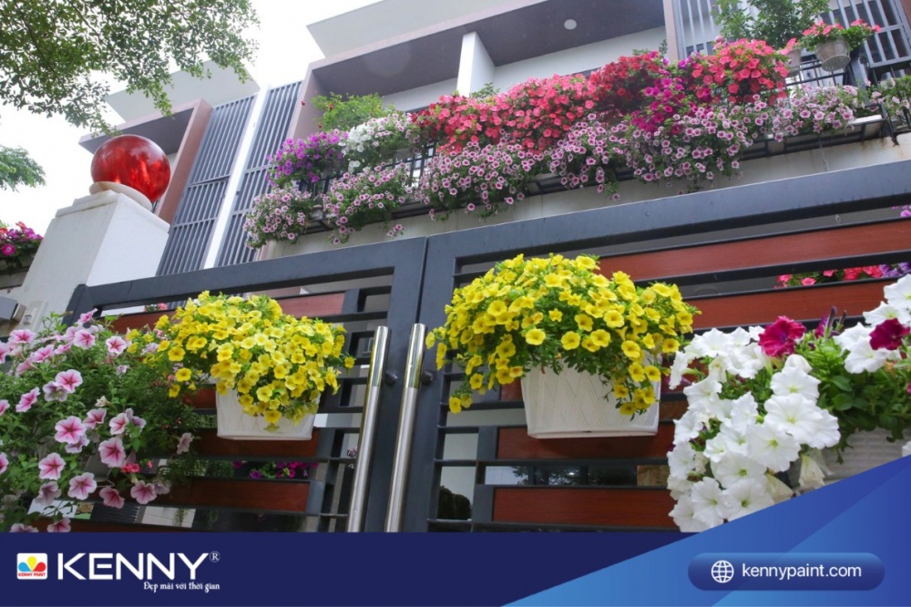 Hoa dạ yến thảo là một loại hoa có sắc màu rực rỡ, mang vẻ đẹp mềm mại và nhẹ nhàng