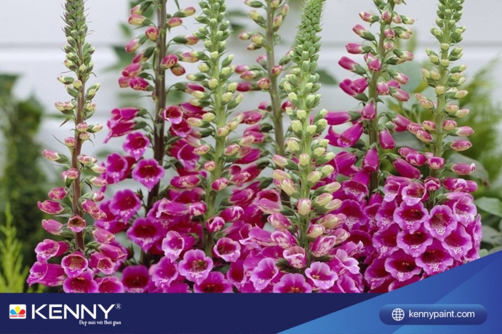 Hoa mõm sói dễ trồng, dễ chăm sóc, ra hoa quanh năm.