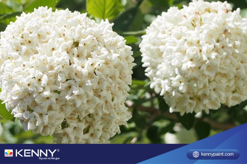 Chậu hoa treo ban công hương tuyết cầu mang ý nghĩa bình an, viên mãn và may mắn.