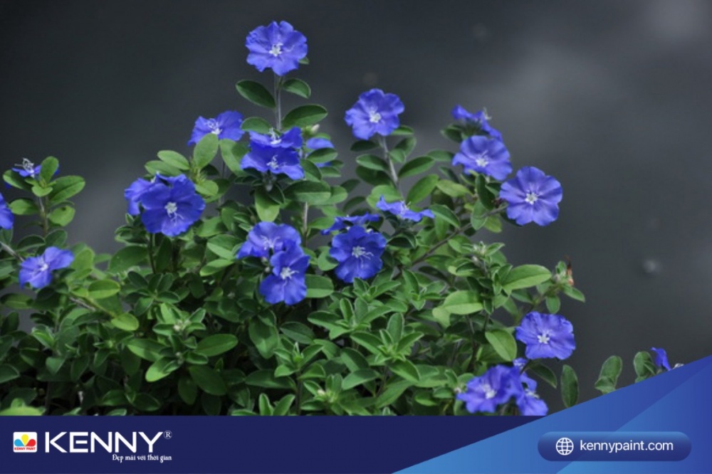 Hoa thanh tú sở hữu sắc xanh từ đậm đến nhạt cực kỳ thanh tú và bắt mắt