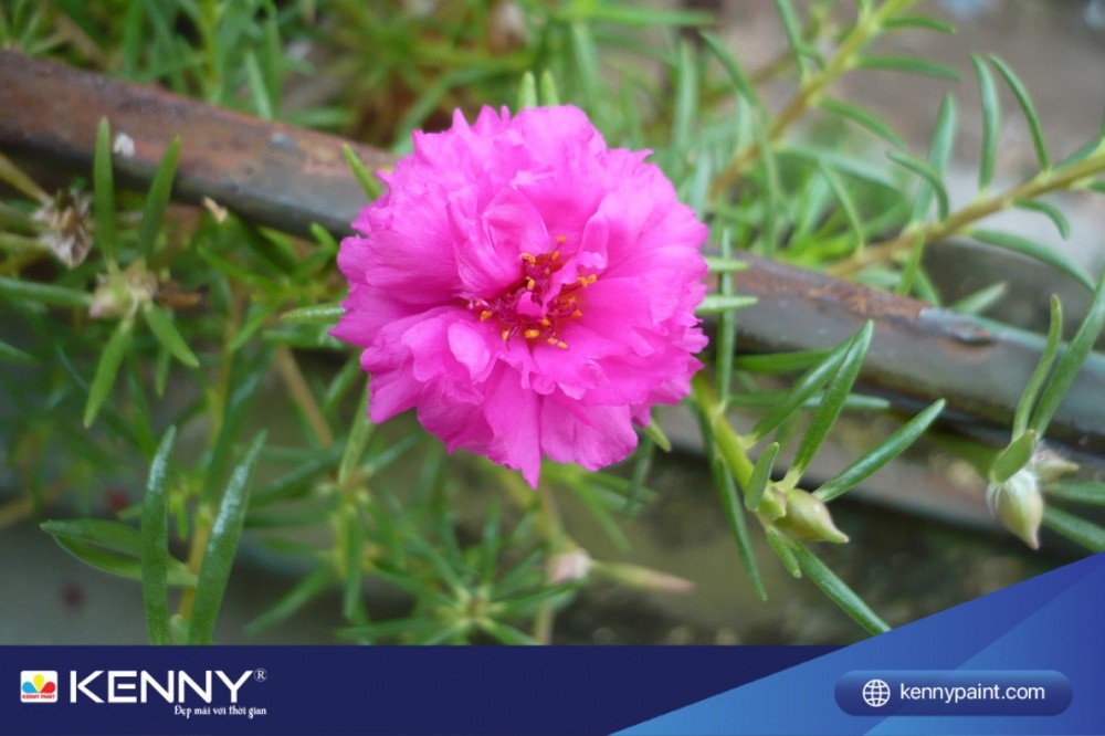 Cây hoa mười giờ treo ban công có sức sống cao và là loại cây bán mọng nước, chỉ cần tưới ít nước là cây có thể phát triển tốt.