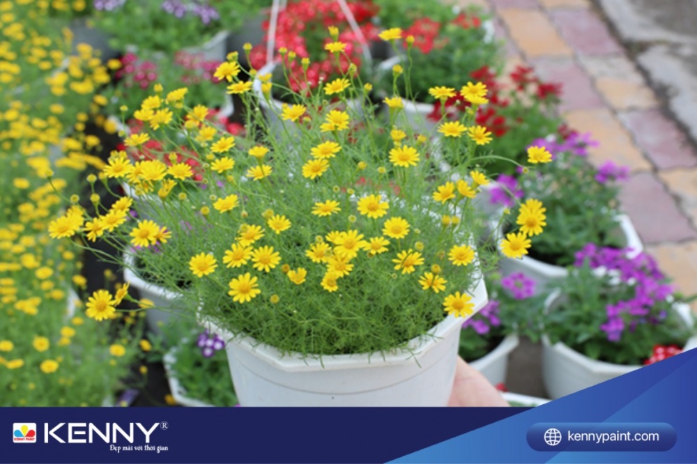 Hoa cúc sao băng thuộc loại thân thảo, có dáng rũ xuống, thân cong hướng xuống đất.