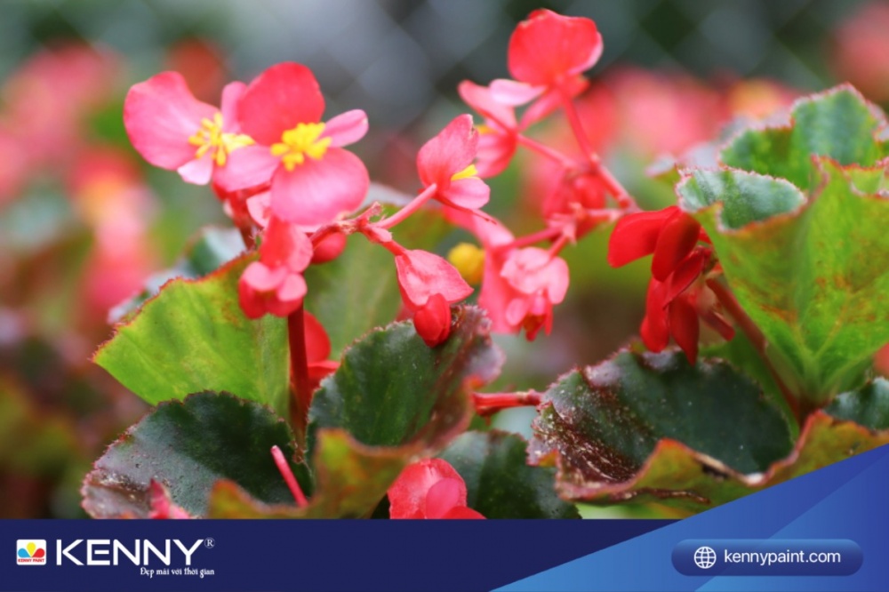 Chăm sóc hoa thu hải đường đòi hỏi nhiều công sức, từ việc chọn đất tơi xốp phù hợp, tưới nước sạch không chứa hóa chất, tránh ngập úng