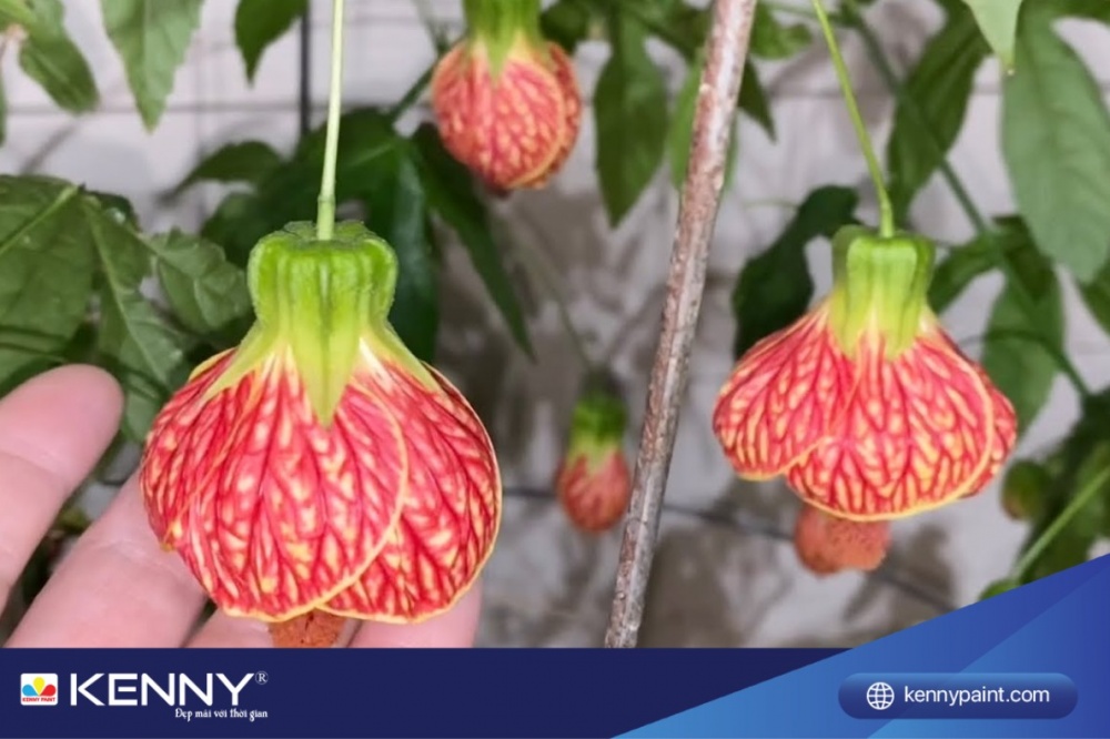 Để đảm bảo sự phát triển tốt, cây hoa đèn lồng cần được tưới đều đặn, khoảng 2 lần mỗi ngày vào sáng sớm và chiều muộn. 