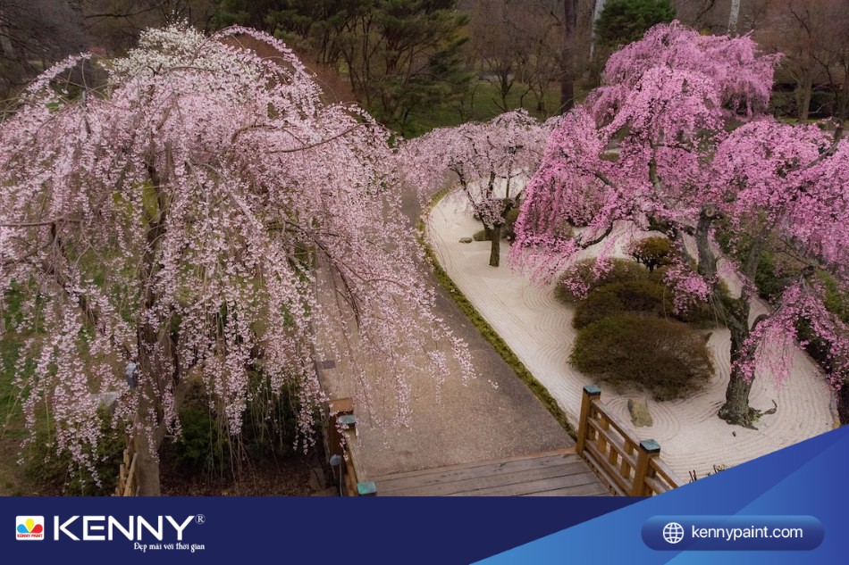 Cây rụng lá (Prunus) là một trong những loại cây phổ biến được sử dụng trong vườn Nhật Bản. 