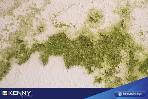 su-co-thi-cong-son-nha