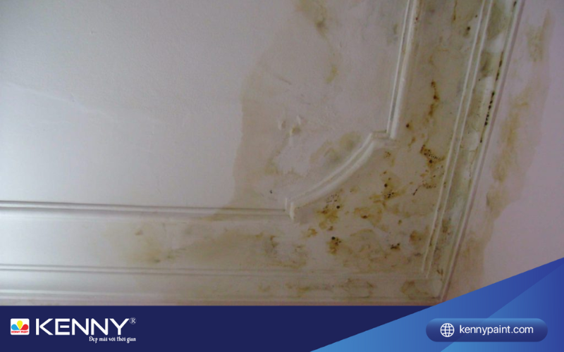 tran-thach-cao-bi-tham-nuoc-1