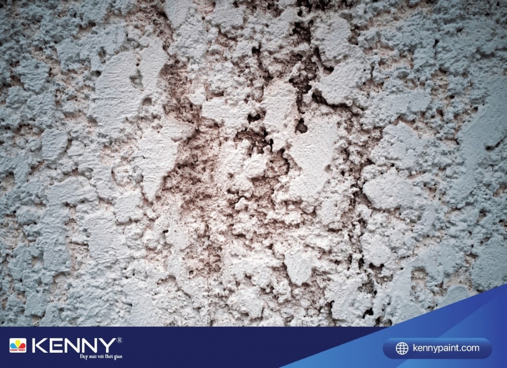 Sơn KENNY - Điểm tô ngôi nhà mơ ước tuong-bi-muoi-hoa-1